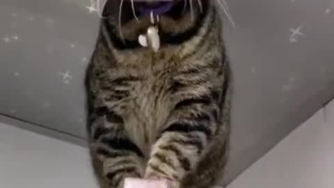 Jumping Cats | Funny cat moments | Cat video