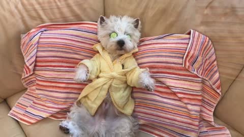 Westie takes much needed spa day