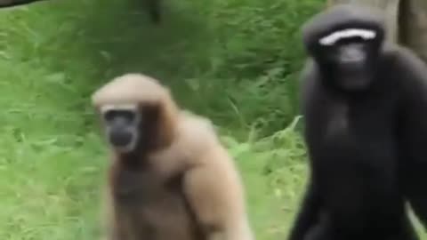 gibbons walking