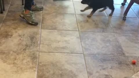 German shepherd puppy wants broom
