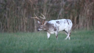 Huge 6 Point Piebald Buck