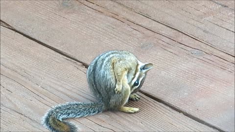 Chipmunk takes a Bath