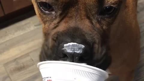 Boxer Dog Enjoys Yogurt