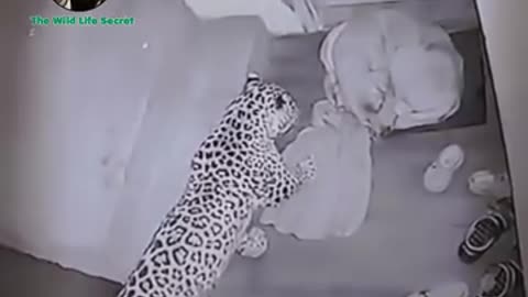 Leopard kill dogs