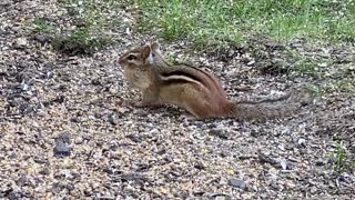 Chipmunk