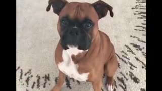 Dog wearing dog mask in front of dogs