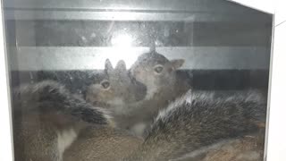 Squirrel Babies 3