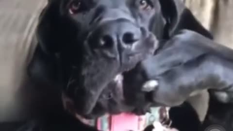 Hilarious doggy sits in a very distinguished manner