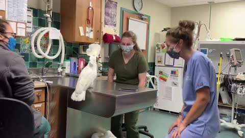 Meet Sydney, a male umbrella cockatoo socializing with Vet Hospital Staff