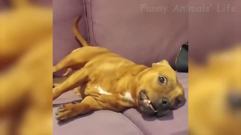 Dog eating his leg