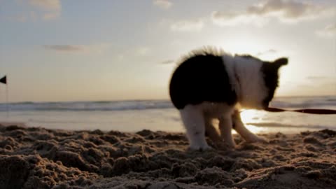 Little puppy on the beach