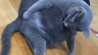 Cat Scratches An Itch