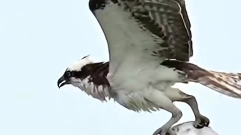 Osprey Hunting - Incredible Wildlife Footage
