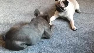 Hilarious pug slams his paws in tantrum over bone