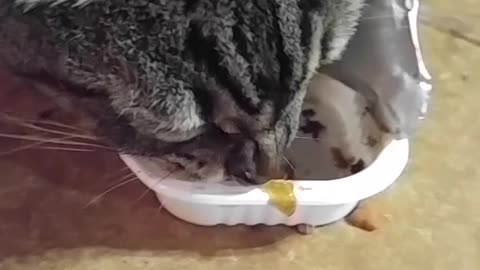 Cat Loves Dog Food