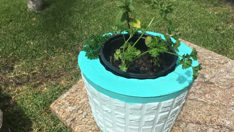 How To Make DIY Cement Pots at Home! #PlantLover