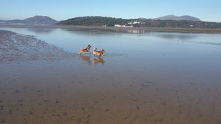 Roo Takes a Surprise Dip on Beautiful day overlooking Mt Snowdon & Portmeirion