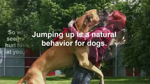 How to train your Dog to stop jumping - Brain Training for Dogs