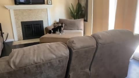 Cute Cavalier perfectly responds to mom’s question