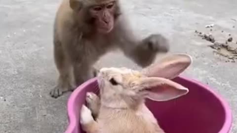 Funny monkey video ever seen 😂🤣😂 with best music