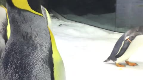 King Penguin Loves Catching Soap Bubbles