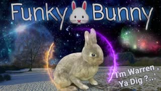 Funky 🐰 Bunny !