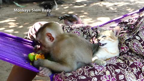 Monkey & Cat Best Friends