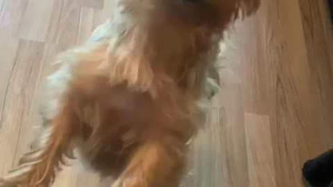 Yorkie can't take no for an answer