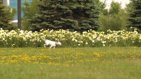 This Beautiful Puppy Loves Playing Ball At The Park - Spring Time