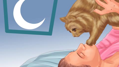 How to train your cat to sleep with you