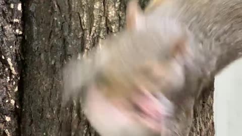 Handing Rescued Baby Squirrels Back to Mama