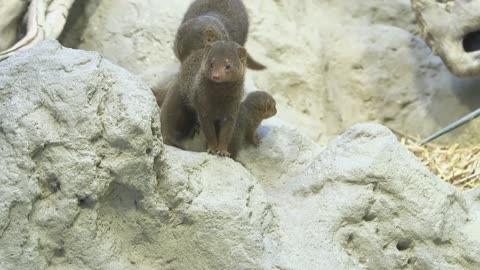 Three Adorable Dwarf Mongooses Venture Out Of Their Den For The First Time At Austrian Zoo