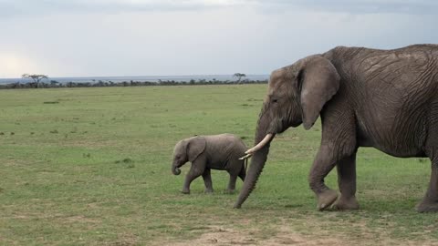 Baby Elephant Unwilling To Be Left Behind