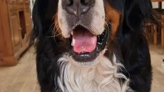 Cute Bernese Mountain Dog does a little dance