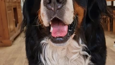 Cute Bernese Mountain Dog does a little dance