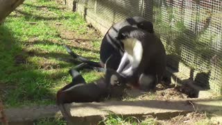 Extraño mono joven molesta con juegos a su mamá