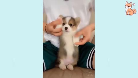 #CuteDog #BabyDog #CutePuppie 😍 Cute Funny and Smart Dogs Compilation - Cute VN