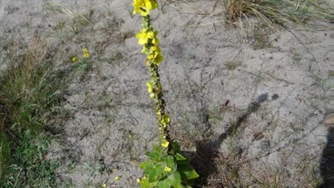 Verbasco ( Verbascum phlomoides ) serve para hemorroidas e asma