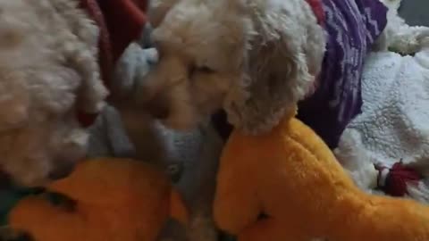 Clementine steals Cannoli's toy