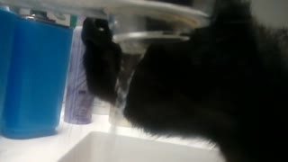 Thirsty black cat