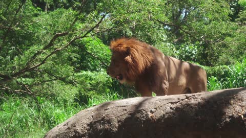 Lion Standing on a Rock
