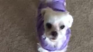 Adorable Dog Doesn't Want To Be Videotaped