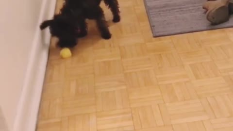 Miniature Schnoodle fights an "evil" lemon wedge