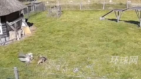 hawk tries to catch cock