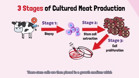 [Quick guide] Singapore becomes first country to approve the sale of lab-grown meat