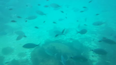 Vista de peces desde un submarino