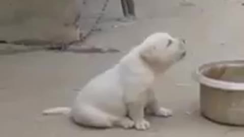 Funny Cute Puppy with Unique Voice