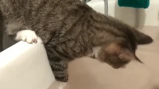 Cats are not afraid of water