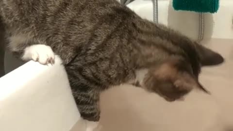 Cats are not afraid of water