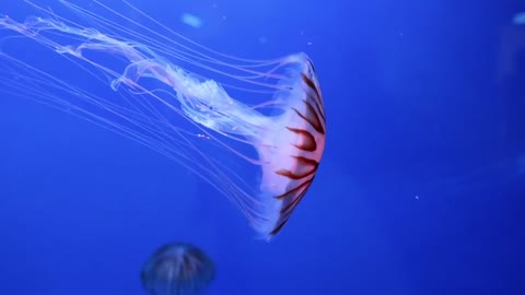 jellyfish swimming in aquarium